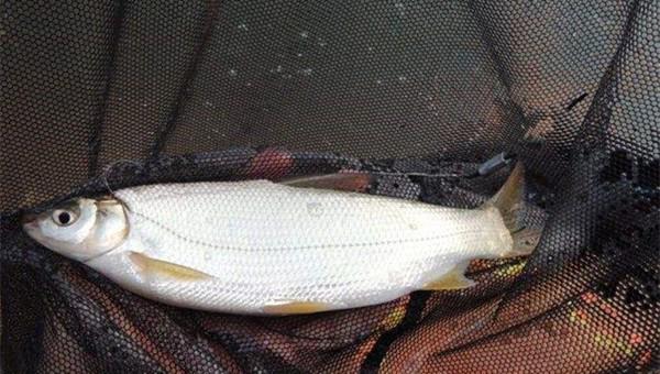 钓黄尾怎么调漂最有效