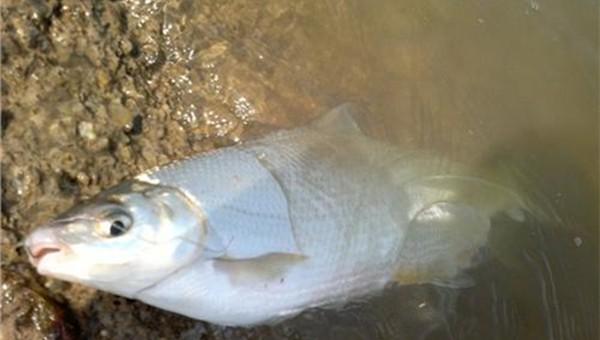 钓黄尾怎么调漂最有效