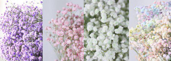 情人节送什么花表示初恋