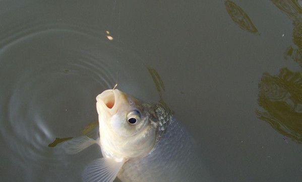 袖钩是什么意思怎么用