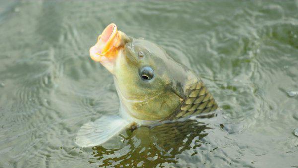 袖钩是什么意思怎么用