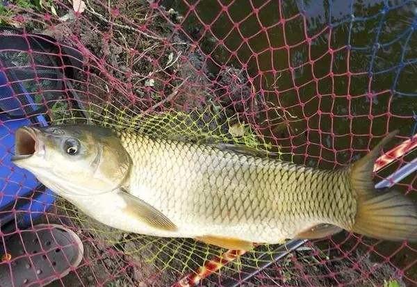 袖钩是什么意思怎么用