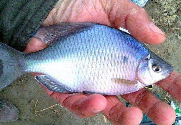 袖钩是什么意思怎么用