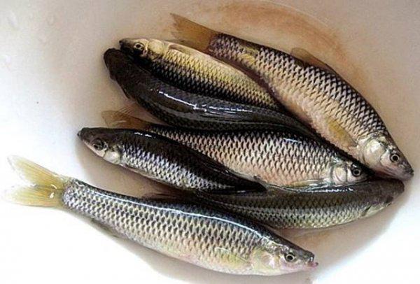 袖钩是什么意思怎么用