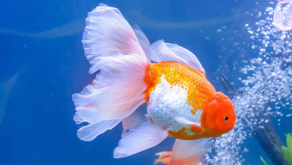 鱼缸里有大量微小气泡到处飘