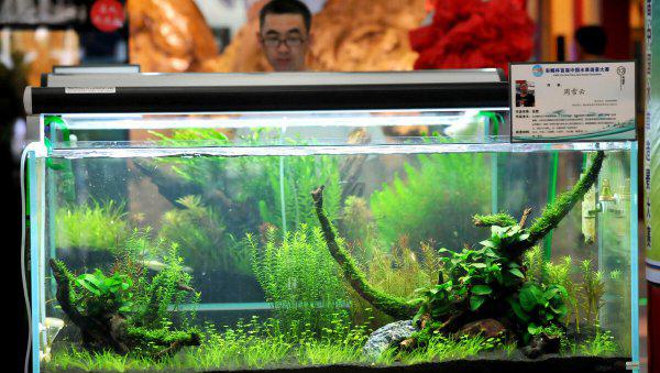 鱼缸里有大量微小气泡到处飘