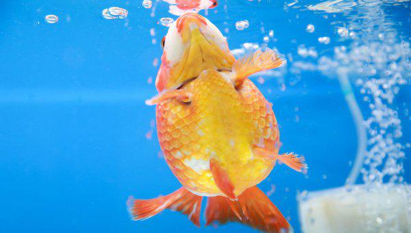 鱼缸里有大量微小气泡到处飘