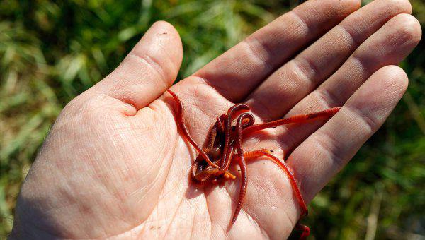 钓鱼红虫饵料怎么挂钩