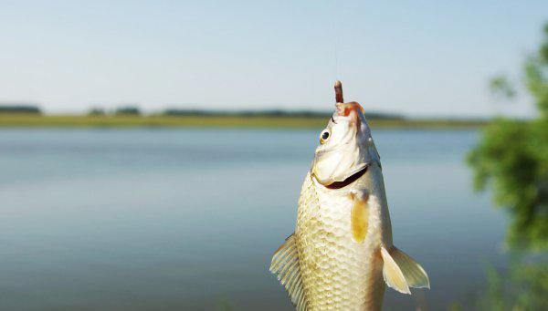 钓鱼红虫饵料怎么挂钩