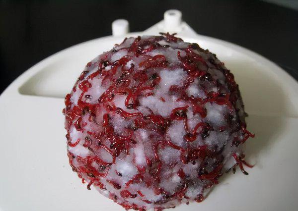 钓鱼红虫饵料怎么挂钩