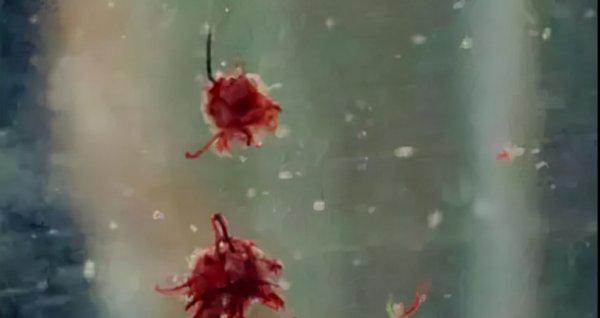 钓鱼红虫饵料怎么挂钩