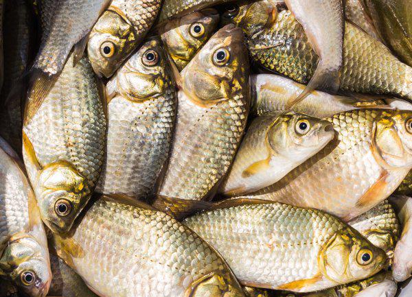 钓鱼红虫饵料怎么挂钩