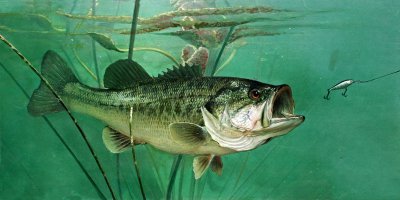 路亚用什么主线比较好 路亚钓鱼时的用线技巧介绍