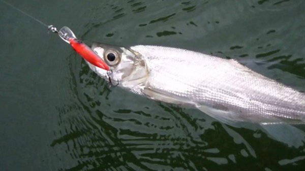 路亚用什么主线比较好