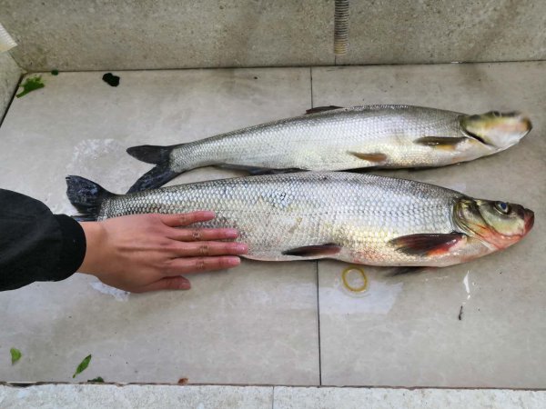 路亚用什么主线比较好