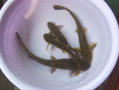 和鲶鱼相似的鱼有哪些 黄牙角鱼好吃吗有哪些做法