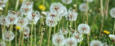 野生蒲公英有几种 我国野生蒲公英类植物有多少种