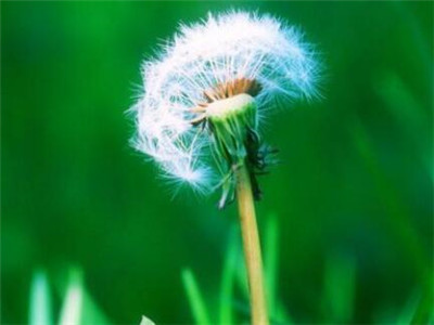 野生蒲公英有几种