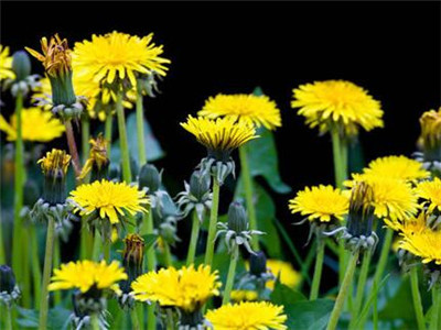 野生蒲公英有几种