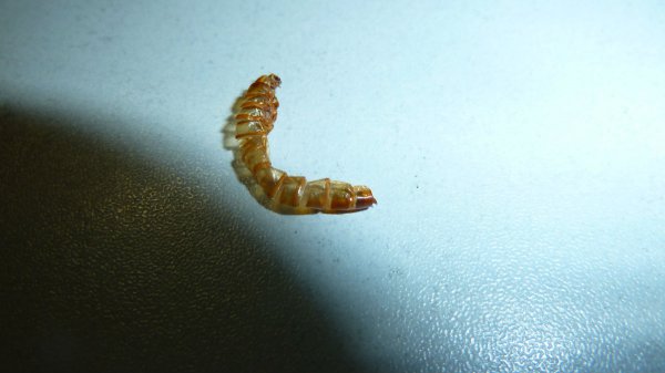 面包虫钓鱼效果怎么样