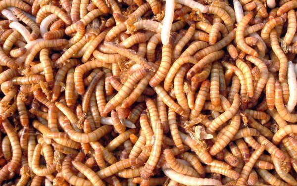 面包虫钓鱼效果怎么样