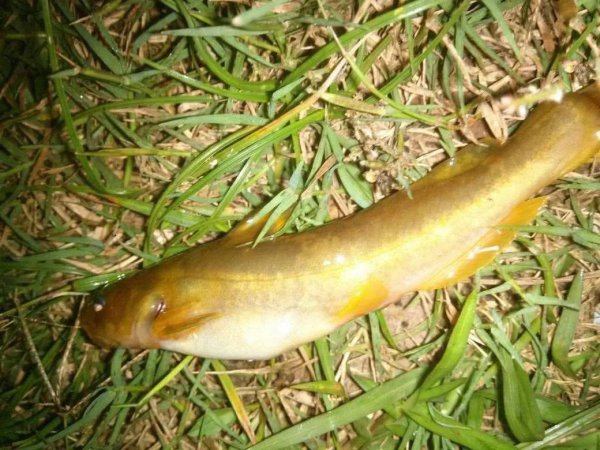 面包虫钓鱼效果怎么样