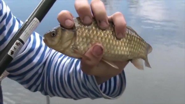 面包虫钓鱼效果怎么样