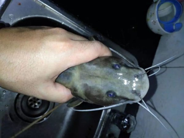 面包虫钓鱼效果怎么样