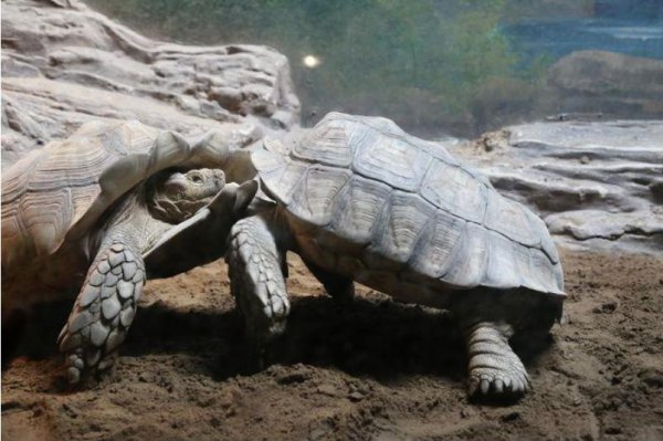 养龟千万别养双数色原因