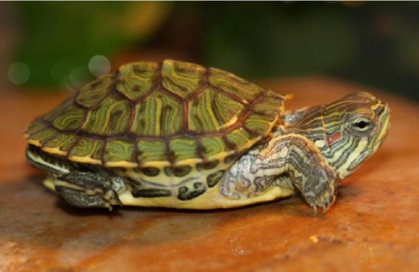 养龟千万别养双数色原因