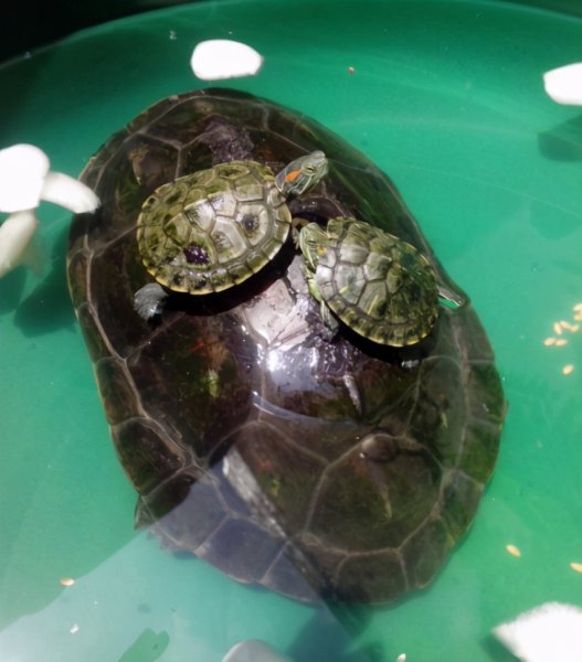 养龟千万别养双数色原因