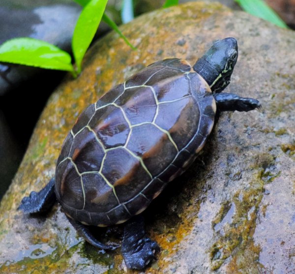 养龟千万别养双数色原因