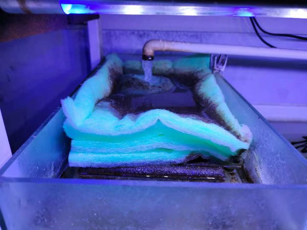 鱼缸过滤棉越脏越好是吗