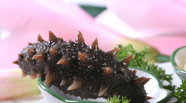 海参是什么动物