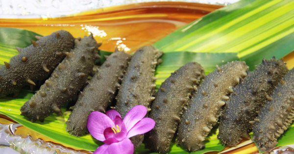 海参是什么动物