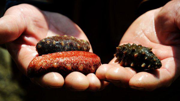 海参是什么动物