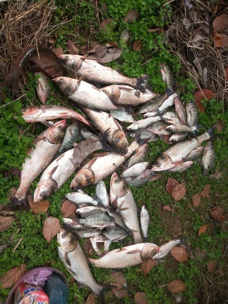 钓鲢鳙用什么钩子比较好