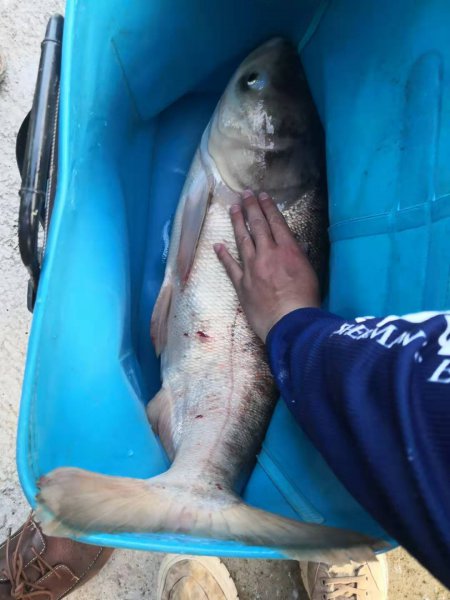 钓鲢鳙用什么钩子比较好