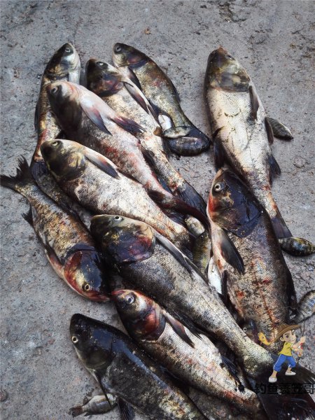 钓鲢鳙用什么钩子比较好