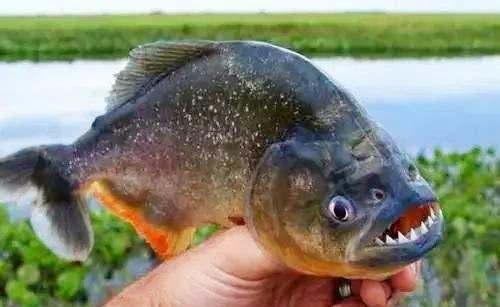 食人鱼最怕什么东西