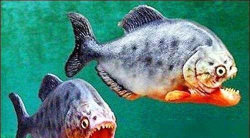 食人鱼最怕什么东西