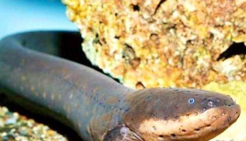 食人鱼最怕什么东西