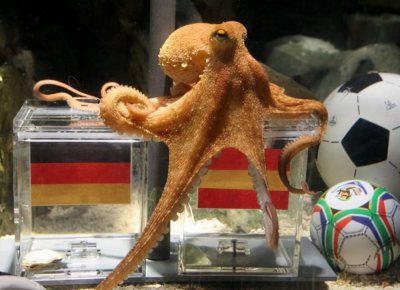 章鱼有几个大脑 章鱼智商那么高怎么没有发展出文明