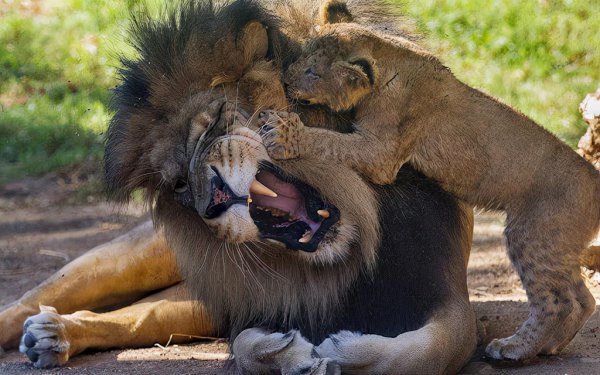 章鱼有几个大脑