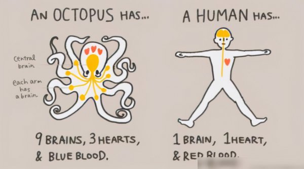 章鱼有几个大脑