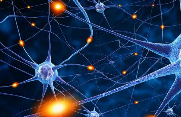 章鱼有几个大脑