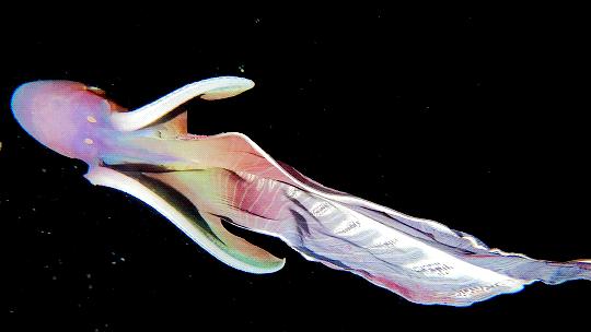 章鱼有几个大脑