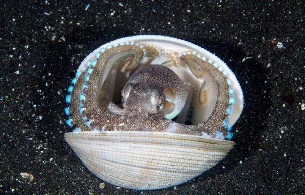 章鱼有几个大脑