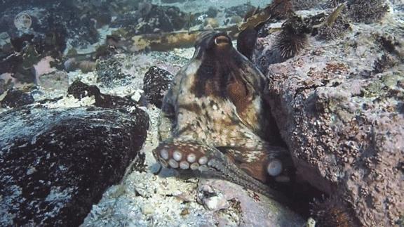 章鱼有几个大脑