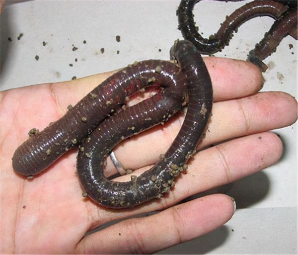 蚯蚓调浮漂正确方法